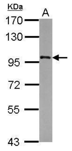 Invitrogen FAM48A Polyclonal Antibody 100 &mu;L; Unconjugated:Antibodies,