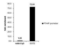 Invitrogen ETS2 Polyclonal Antibody 100 &mu;L; Unconjugated:Antibodies,