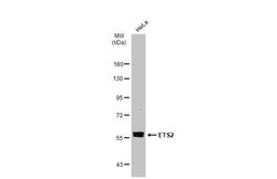 Invitrogen ETS2 Polyclonal Antibody 100 &mu;L; Unconjugated:Antibodies,