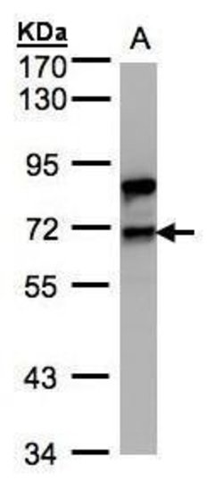 Invitrogen SF1 Polyclonal Antibody 100 &mu;L; Unconjugated:Antibodies,
