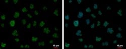 Invitrogen FUBP1 Polyclonal Antibody 100 &mu;L; Unconjugated:Antibodies,