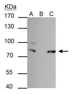 Invitrogen FUBP1 Polyclonal Antibody 100 &mu;L; Unconjugated:Antibodies,
