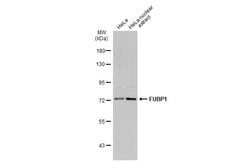 Invitrogen FUBP1 Polyclonal Antibody 100 &mu;L; Unconjugated:Antibodies,