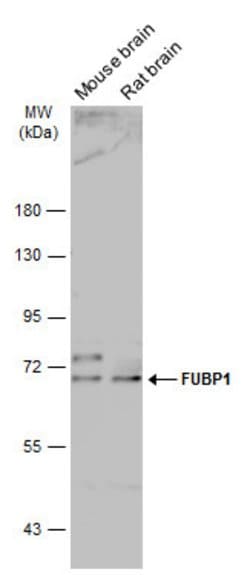 Invitrogen FUBP1 Polyclonal Antibody 100 &mu;L; Unconjugated:Antibodies,