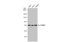 Invitrogen FUBP1 Polyclonal Antibody 100 &mu;L; Unconjugated:Antibodies,
