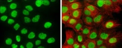Invitrogen RCC1 Polyclonal Antibody 100 &mu;L; Unconjugated:Antibodies,