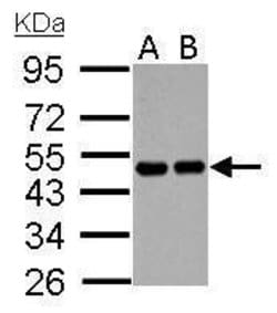 Invitrogen RCC1 Polyclonal Antibody 100 &mu;L; Unconjugated:Antibodies,