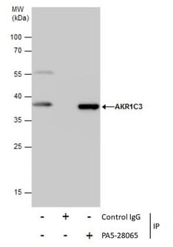 Invitrogen AKR1C3 Polyclonal Antibody 100 &mu;L | Buy Online | Invitrogen&trade; | Fisher Scientific