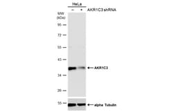 Invitrogen AKR1C3 Polyclonal Antibody 100 &mu;L | Buy Online | Invitrogen&trade; | Fisher Scientific