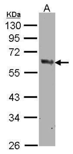 Invitrogen COX1 Polyclonal Antibody 100 &mu;L | Buy Online | Invitrogen&trade; | Fisher Scientific