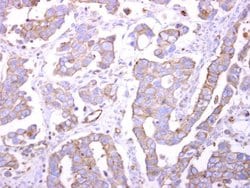 Invitrogen Bif1 Polyclonal Antibody 100 &mu;L; Unconjugated:Antibodies,