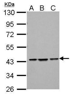 Invitrogen Bif1 Polyclonal Antibody 100 &mu;L; Unconjugated:Antibodies,