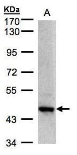 Invitrogen Bif1 Polyclonal Antibody 100 &mu;L; Unconjugated:Antibodies,