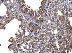 Invitrogen AID Polyclonal Antibody 100 &mu;L; Unconjugated:Antibodies,