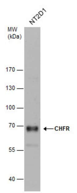 Invitrogen CHFR Polyclonal Antibody 100 &mu;L; Unconjugated:Antibodies,