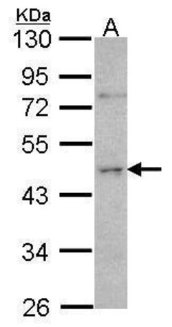 Invitrogen ORC4 Polyclonal Antibody 100 &mu;L; Unconjugated:Antibodies,