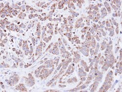 Invitrogen Cyclophilin A Polyclonal Antibody 100 &mu;L; Unconjugated:Antibodies,