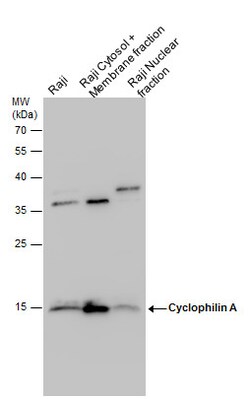 Invitrogen Cyclophilin A Polyclonal Antibody 100 &mu;L; Unconjugated:Antibodies,