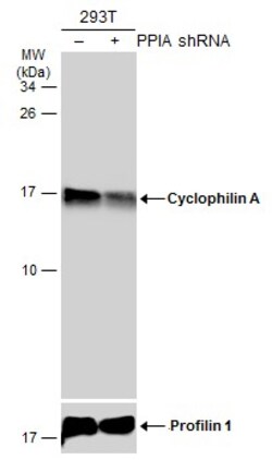 Invitrogen Cyclophilin A Polyclonal Antibody 100 &mu;L; Unconjugated:Antibodies,