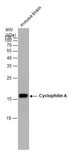 Invitrogen Cyclophilin A Polyclonal Antibody 100 &mu;L; Unconjugated:Antibodies,
