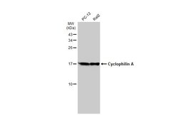 Invitrogen Cyclophilin A Polyclonal Antibody 100 &mu;L; Unconjugated:Antibodies,