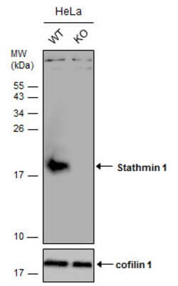 Invitrogen Stathmin 1 Polyclonal Antibody 100 &mu;L; Unconjugated:Antibodies,