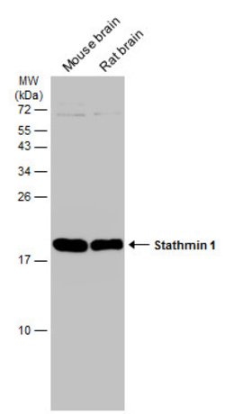 Invitrogen Stathmin 1 Polyclonal Antibody 100 &mu;L; Unconjugated:Antibodies,