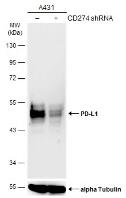 Invitrogen PD-L1 Polyclonal Antibody 100 &mu;L | Buy Online | Invitrogen&trade; | Fisher Scientific