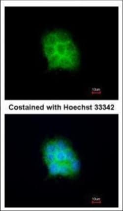 Invitrogen Amisyn Polyclonal Antibody 100 &mu;L; Unconjugated:Antibodies,