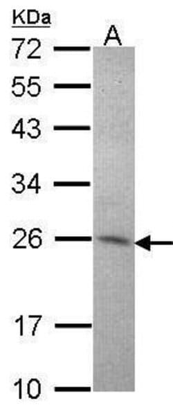Invitrogen Amisyn Polyclonal Antibody 100 &mu;L; Unconjugated:Antibodies,