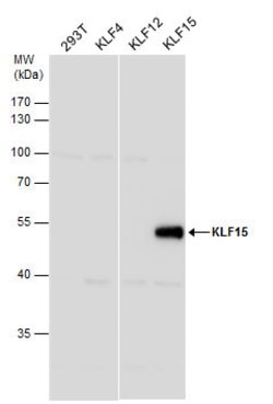 Invitrogen KLF15 Polyclonal Antibody 100 μL; Unconjugated:Antibodies,