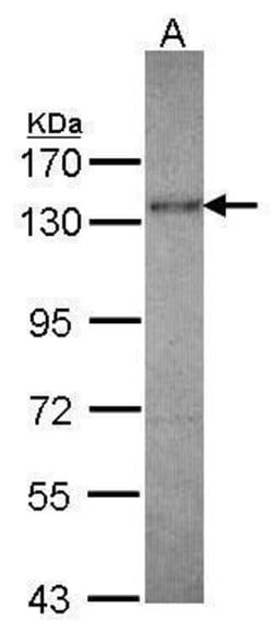 Invitrogen Kinesin 5A Polyclonal Antibody 100 &mu;L; Unconjugated:Antibodies,