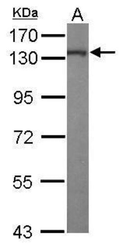 Invitrogen Kinesin 5A Polyclonal Antibody 100 &mu;L; Unconjugated:Antibodies,