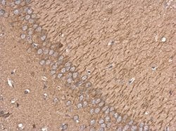 Invitrogen Kinesin 5A Polyclonal Antibody 100 &mu;L; Unconjugated:Antibodies,