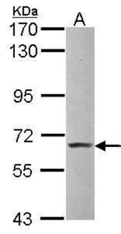 Invitrogen Pokemon Polyclonal Antibody 100 &mu;L; Unconjugated:Antibodies,