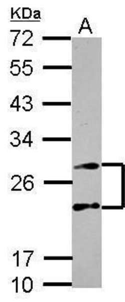 Invitrogen PSMA4 Polyclonal Antibody 100 &mu;L; Unconjugated:Antibodies,