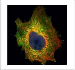 Invitrogen PDCD4 Polyclonal Antibody 100 &mu;L; Unconjugated:Antibodies,