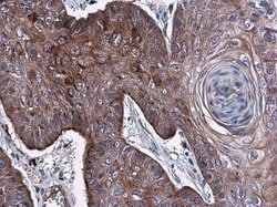 Invitrogen ELA3A Polyclonal Antibody 100 &mu;L; Unconjugated:Antibodies,