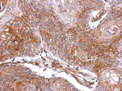 Invitrogen ELA3A Polyclonal Antibody 100 &mu;L; Unconjugated:Antibodies,