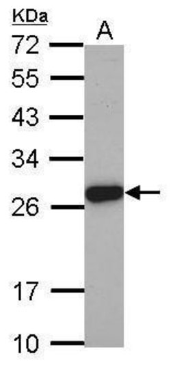 Invitrogen ELA3A Polyclonal Antibody 100 &mu;L; Unconjugated:Antibodies,