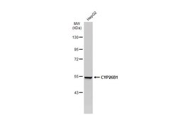 Invitrogen CYP26B1 Polyclonal Antibody 100 &mu;L; Unconjugated:Antibodies,