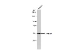 Invitrogen CYP26B1 Polyclonal Antibody 100 &mu;L; Unconjugated:Antibodies,