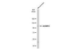 Invitrogen ADAM10 Polyclonal Antibody 100 μL; Unconjugated:Antibodies,