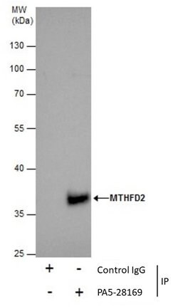 Invitrogen MTHFD2 Polyclonal Antibody 100 &mu;L; Unconjugated:Antibodies,