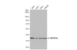 Invitrogen MTHFD2 Polyclonal Antibody 100 &mu;L; Unconjugated:Antibodies,