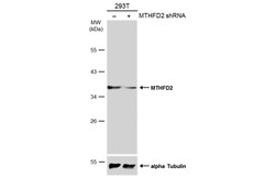 Invitrogen MTHFD2 Polyclonal Antibody 100 &mu;L; Unconjugated:Antibodies,