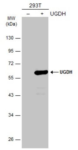 Invitrogen UGDH Polyclonal Antibody 100 μL; Unconjugated:Antibodies,