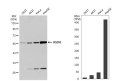 Invitrogen UGDH Polyclonal Antibody 100 μL; Unconjugated:Antibodies,