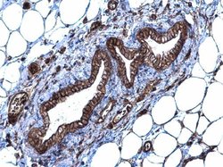 Invitrogen SLC20A1 Polyclonal Antibody 100 &mu;L; Unconjugated:Antibodies,