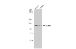 OGDH Polyclonal Antibody:Antibodies, Polyclonal